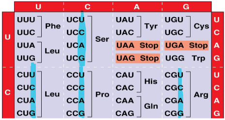 <p>there are 64 codons but only 45 tRNA, how can it cover all 64 codons?</p>