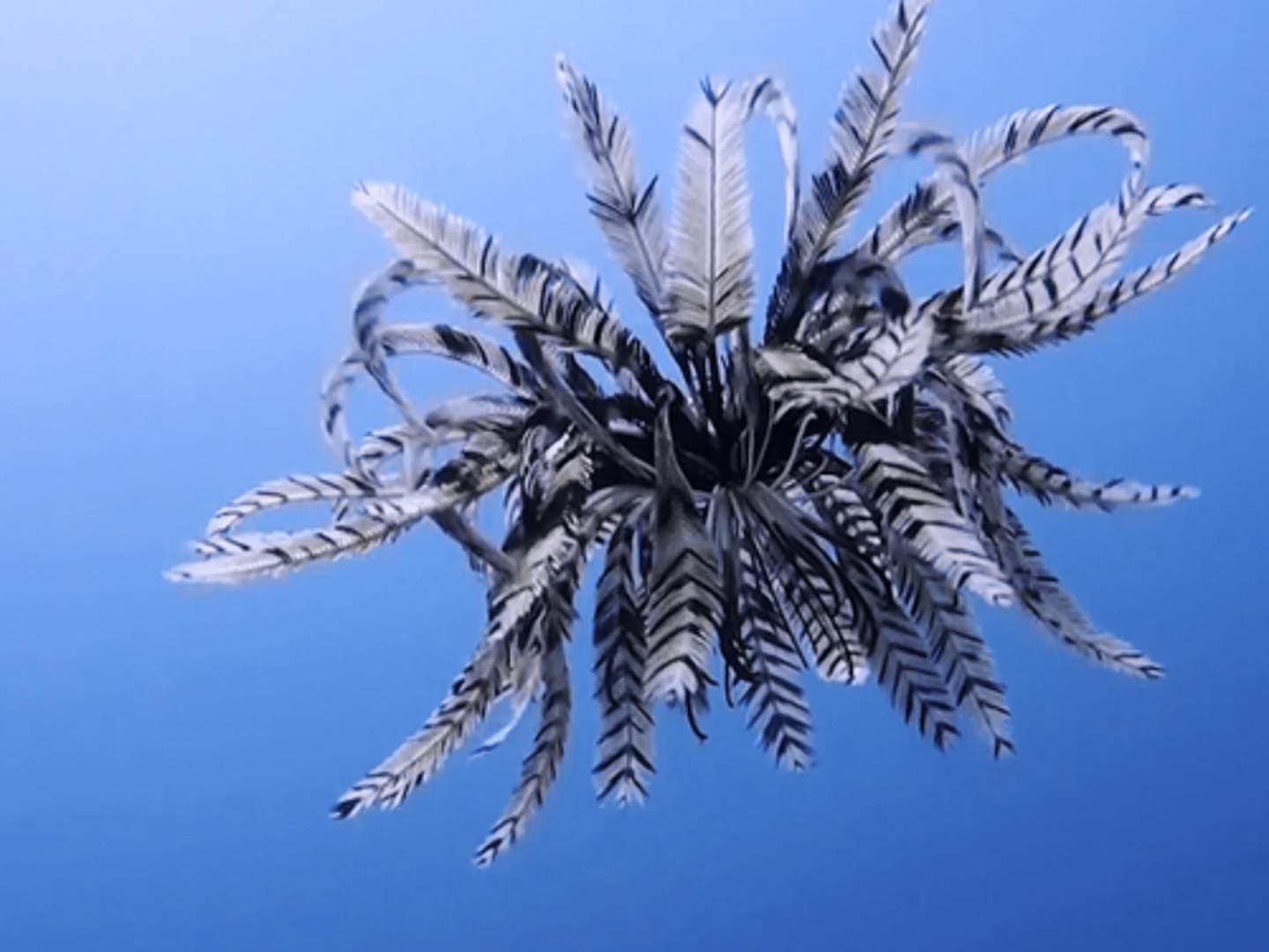 <p>Unstalked echinoderms that can swim freely using feather-like arms and attach themselves usually to a rocky surface using their grasping legs, or cirri.</p>