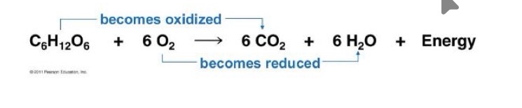 <ul><li><p>Glucose (C6H12O6) + 6 O2 → 6 CO2 + 6H2O + energy</p></li><li><p>Glucose gives away electrons and becomes oxidised - its more unstable, contains more energy - becomes CO2, more stable, less energy</p></li><li><p>O2 is accepting the electrons and becomes reduced</p></li><li><p>Energy can be stored temporarily in certain molecules such as a NADH or ATP </p></li></ul><p></p>