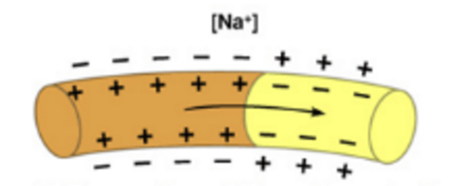 <p>- There is a release of neural impulses</p><p>- sodium ions enters then pushes the synaptic vesicle to terminal buttons then releasing the neurotransmitter in the synapse.</p>