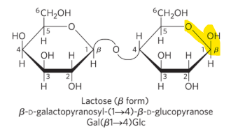 <p><strong>Disaccharides </strong></p><ul><li><p>_____ - is a <strong>reducing disaccharide</strong> - <strong><mark data-color="yellow" style="background-color: yellow; color: inherit;">anomeric carbon</mark></strong> is availiable for oxidation </p></li></ul><p></p>