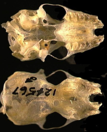 <p> Lasionycteris noctivagans</p>