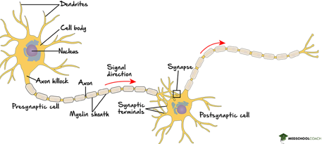 <p><span>Axons that lack a myelin sheath are found in gray matter. Slower signal transmission and process sensory and motor information.</span></p>