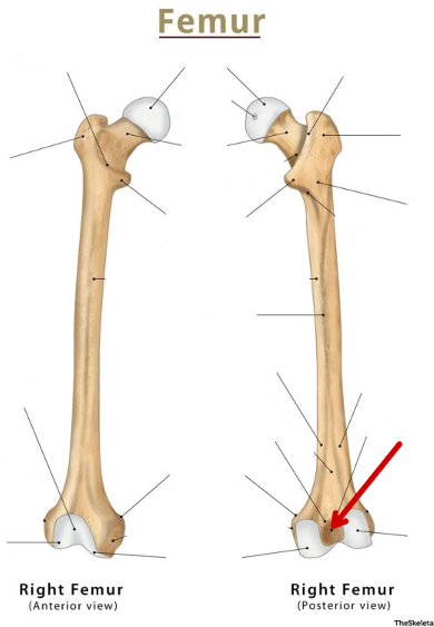 <p>Femur</p>
