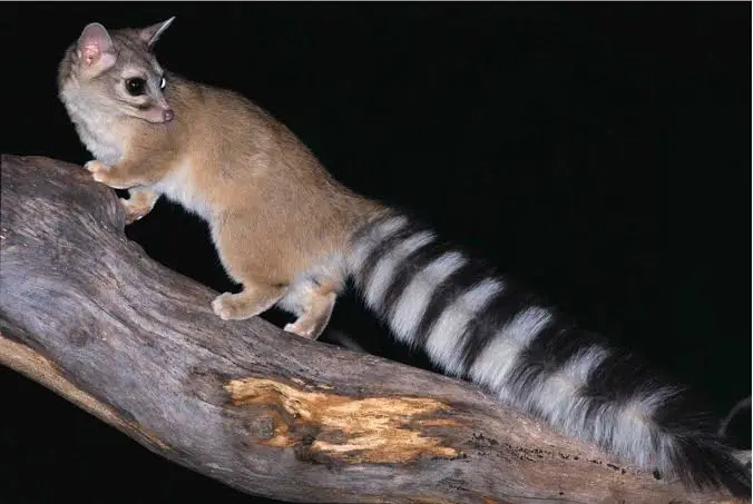 <p>Bassariscus astutus (ringtail)</p><p>bas-uh-RIS-kus uh-STOO-tus</p>