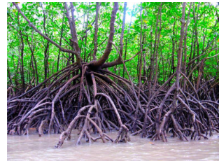 <p>Advetitious/aerial roots that arise from the trunk (or large branches) and grow downwards to provide support in</p><p>shifty wet soil conditions (e.g. mangroves)</p><ul><li><p>a type of supportive root</p></li></ul><p></p>