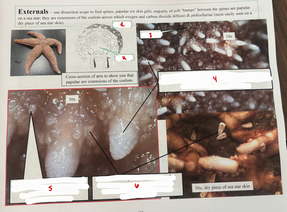 <p>Sea Star Externals</p>