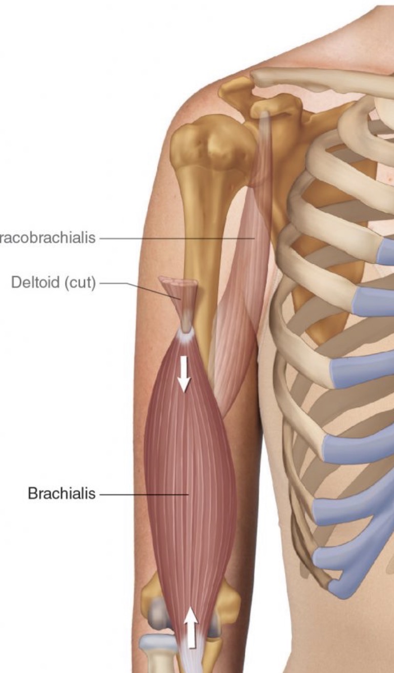 <p>Brachialis</p>