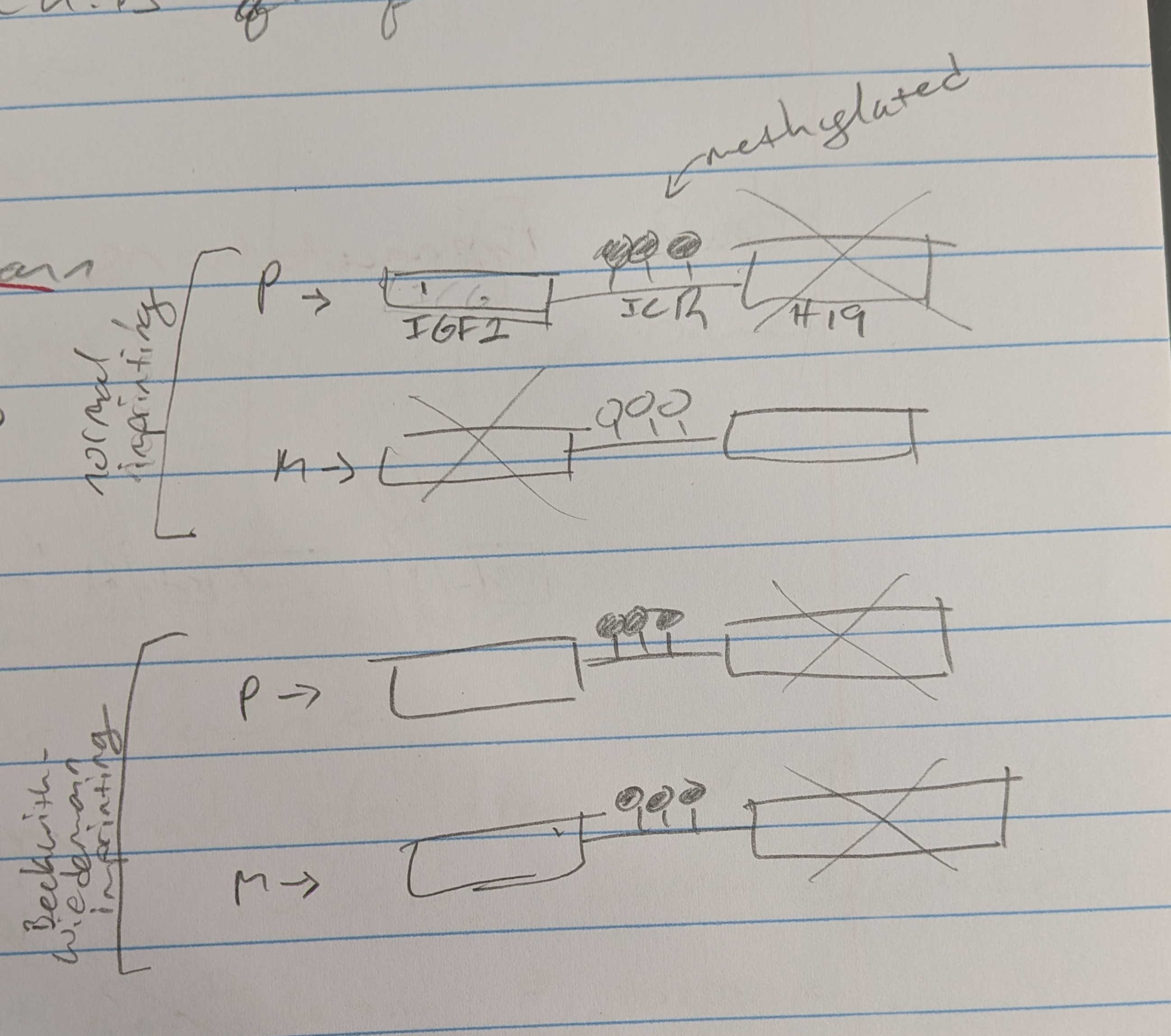 <p>Epigenetic, imprinting. Normally have complimentary imprinting caused by methylation pattern. Methylation pattern changes to cause different imprinting pattern.</p>