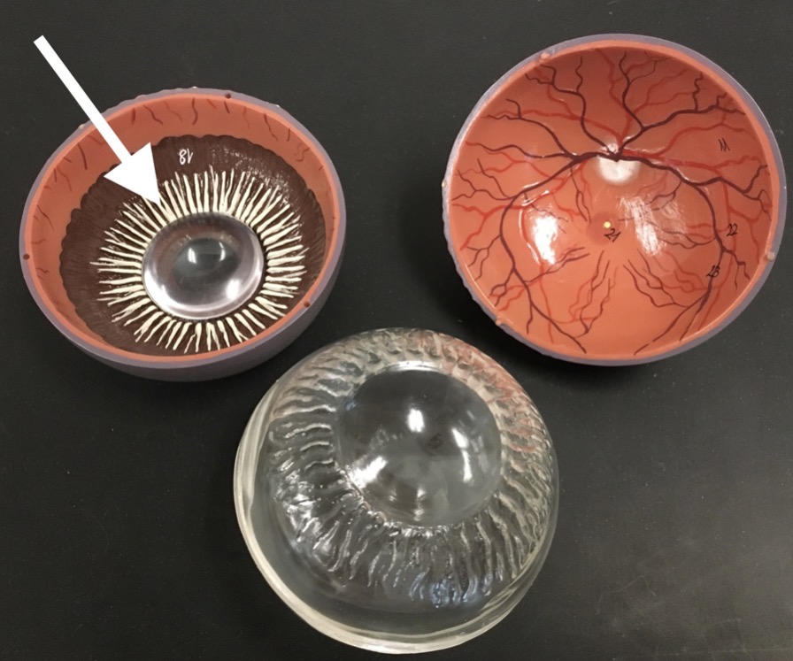 <p><span>name the WHITE LINE structures at the end of the arrow's point</span></p>