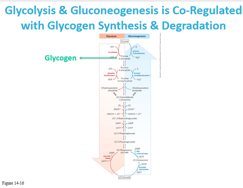 <p>What metabolic pathways does this slide show as being coregulated</p>