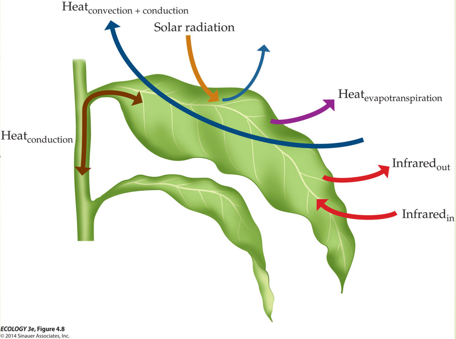 <p>delta H = SR + IR + Conv + Cond – Evap</p><p>This equations says that a plant's temperature change equals incoming solar radiation + infrared + convection + conduction minus evaporative cooling</p><p>Plants can also manage heat loss in various ways.</p><p>Closing stomata to limit evapotranspiration and water loss (but this also reduces cooling)</p><p>Dropping leaves in dry seasons</p><p>Leaf hairs (pubescence) that reflect radiation(this is particularly important in high-UV alpine and tropical environments)</p><p>Arctic plants grow low to the ground to minimize convective heat loss in cold windy conditions</p><p></p>