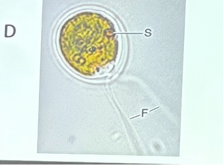 <p>What organism is this?</p>