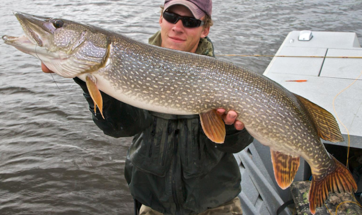 <p>Common name, Family, Scientific Name?</p>