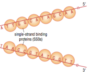 <p>bind to exposed bases to <em>prevent </em>hydrogen bonds from reforming/bases from annealing</p>