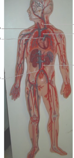 <p>label from left down then right down</p><p>abdominal aorta</p><p>pulmonary trunk</p><p>aortic arch</p><p>subclavian</p><p>common iliac</p><p>common carotid</p>