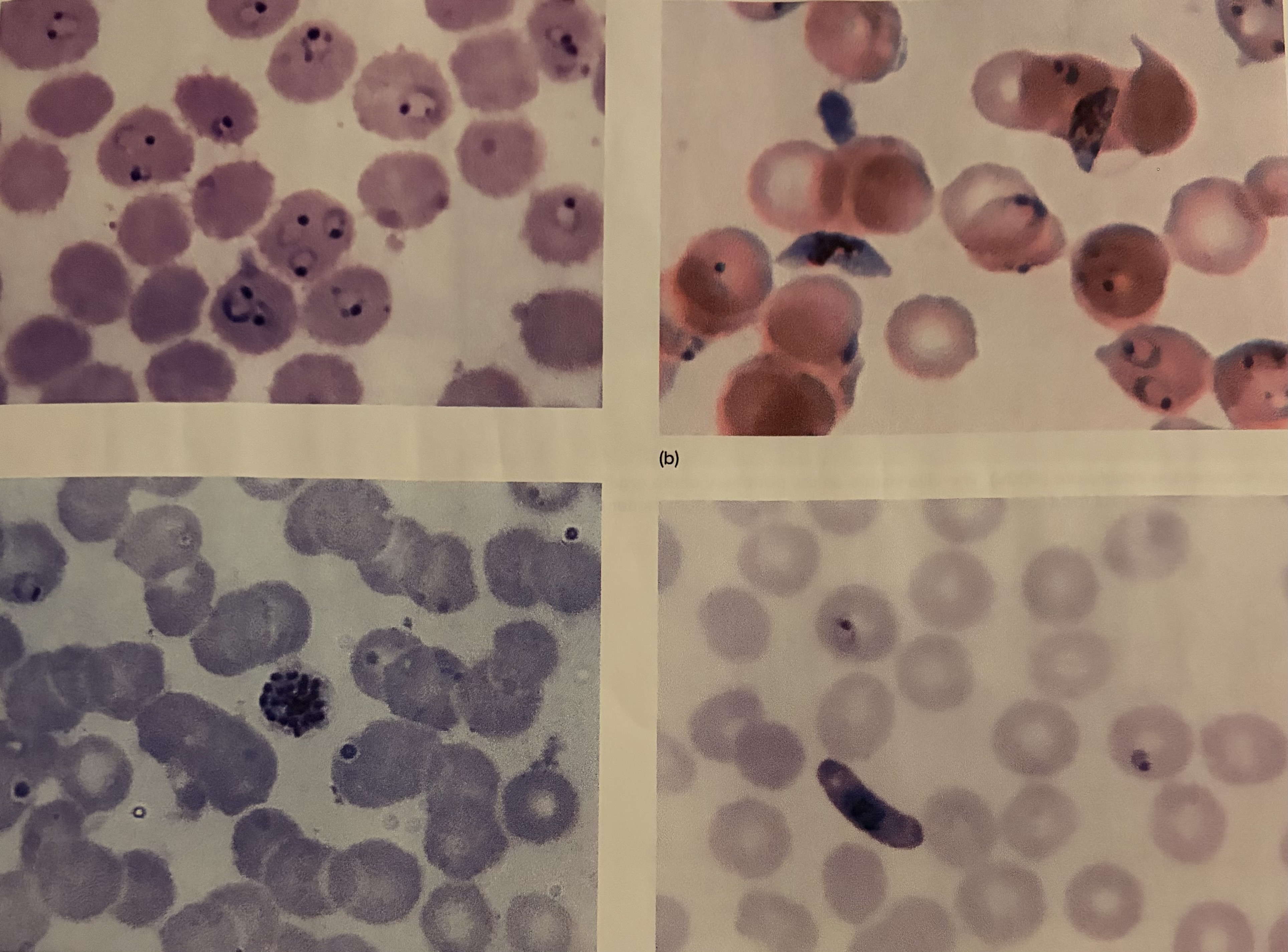 <p>*What protist is this?</p>