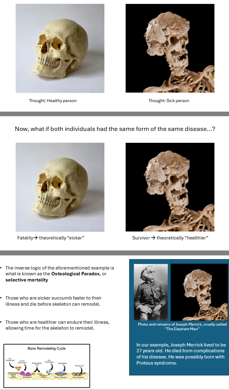 <p>The Osteological Paradox</p>