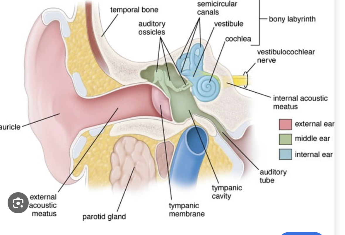 <p>contains facial and vestibulochochlear cranial nerves</p>