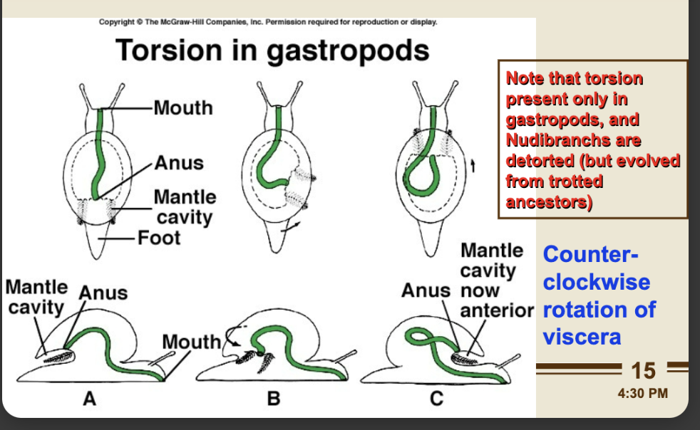 <p>ORGAN (coiling) torsion!</p>