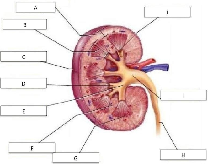 <p>Identify D?</p>