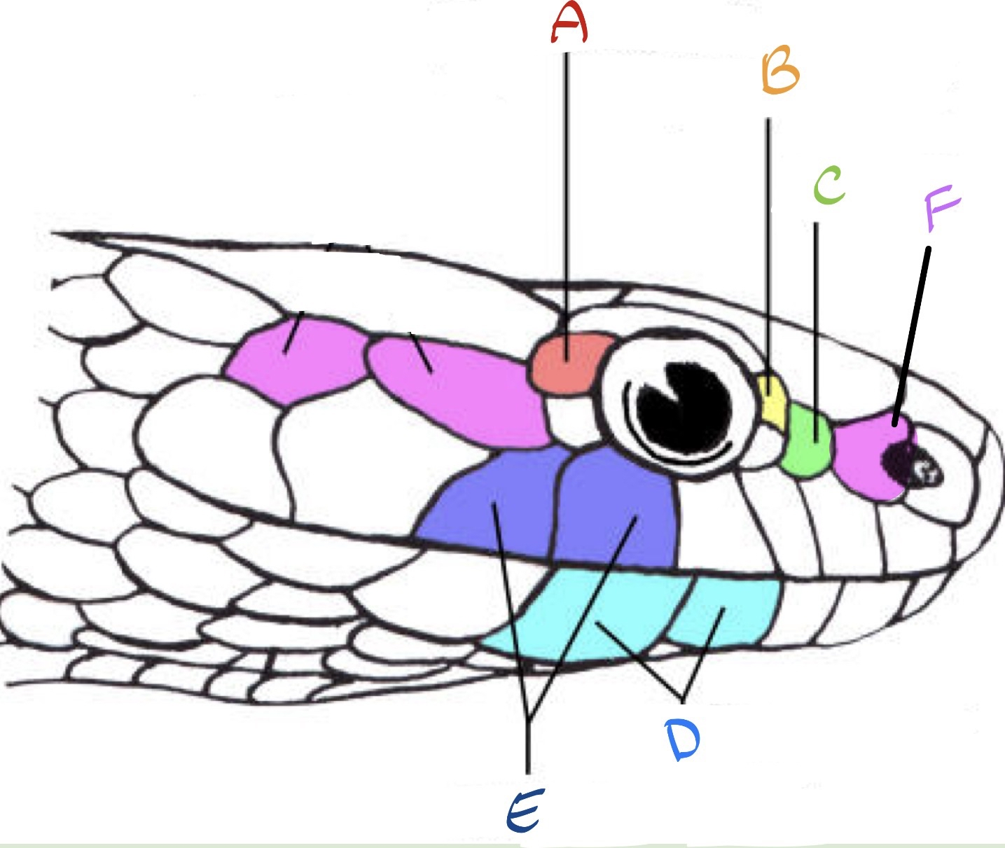 <p>What are these scales?</p>