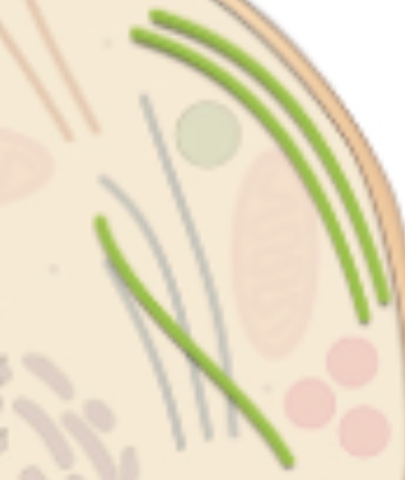 <p>Microfilament</p>