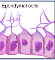 <ul><li><p>central nervous system</p></li><li><p>moves cerebral spinal fluid around neurons</p></li></ul><p></p>