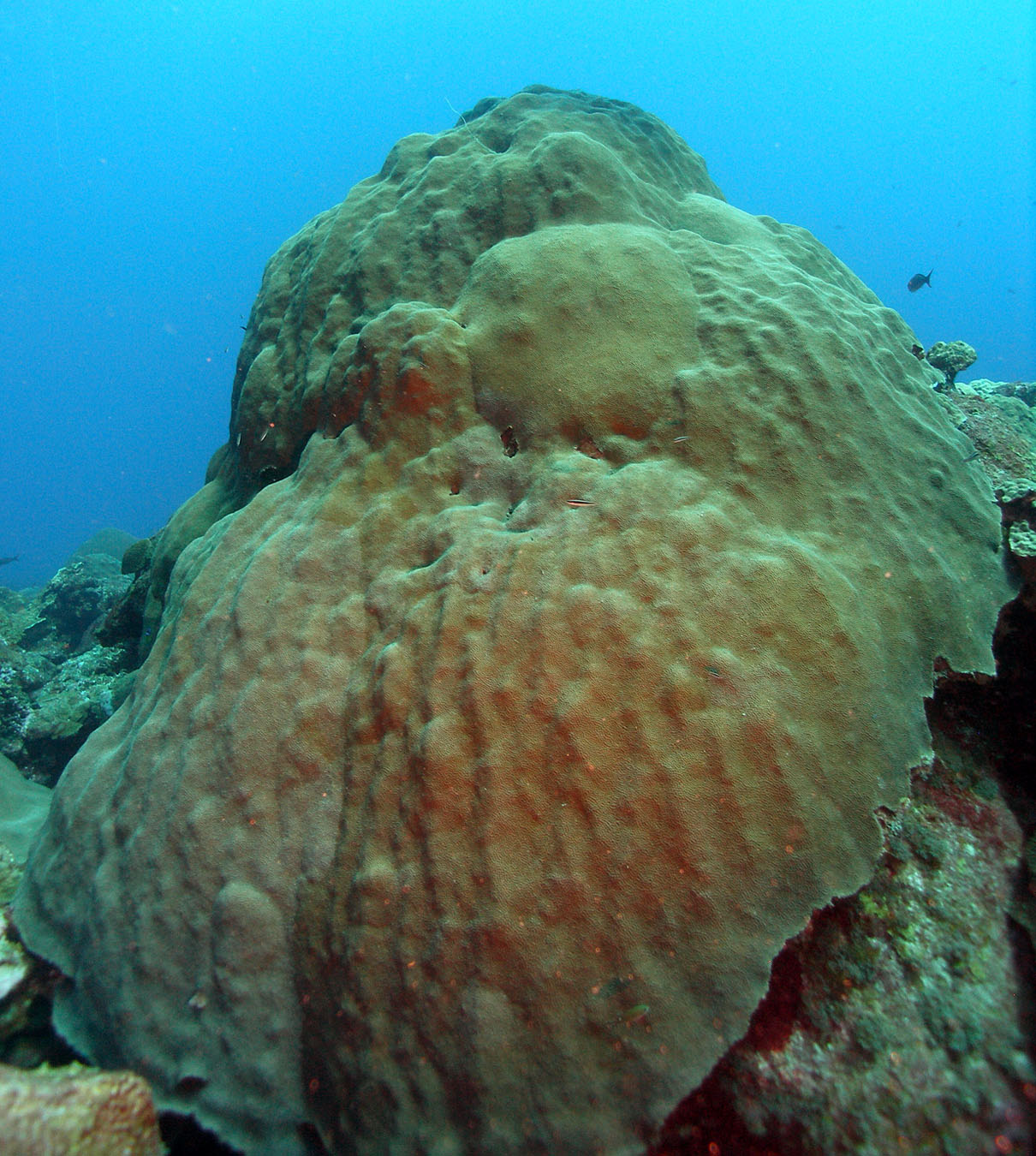 <p>Mountainous star coral</p>
