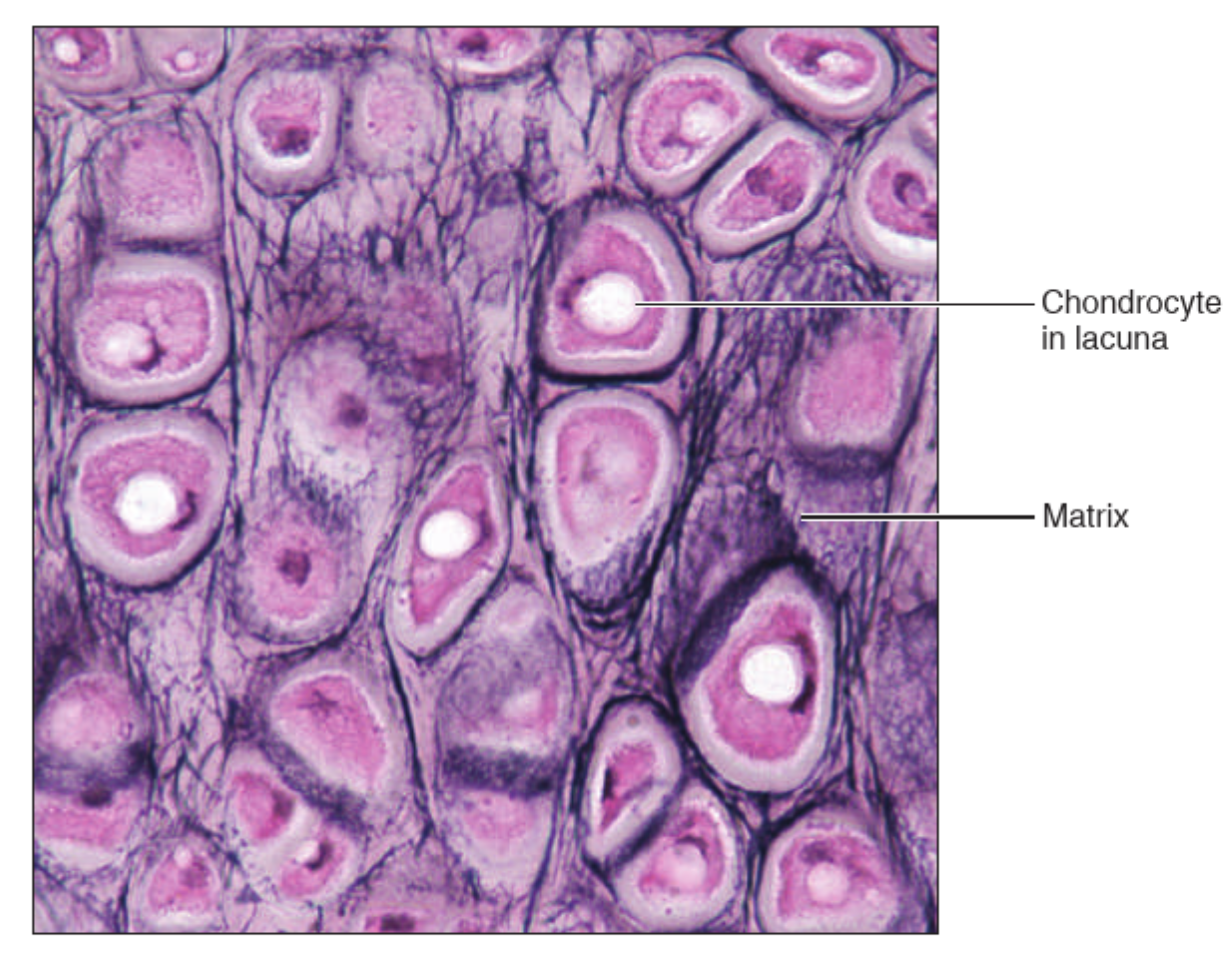 <p>What tissue is this?</p>