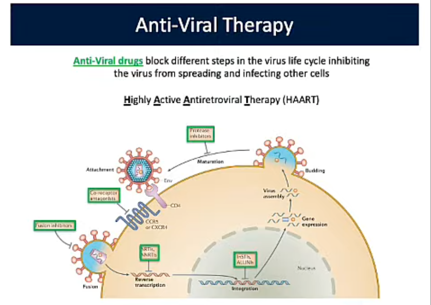 <p>Anti-viral Therapy</p>