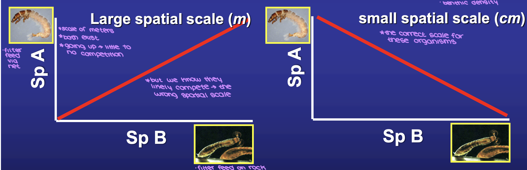<p><span style="background-color: transparent;"><strong>density relationships</strong> (negative correlation suggests competition)</span></p><ul><li><p><span style="background-color: transparent;">problem with spatial scale (from the perspective of the organism)</span></p></li><li><p><span style="background-color: transparent;">ex. hydropsychid caddisfly and blackflies</span></p><ul><li><p><span style="background-color: transparent;">species interact on a spatial scale of centimeters, not meters</span></p></li><li><p><span style="background-color: transparent;">compete for space in the best filtering locations</span></p></li></ul></li></ul><p></p>