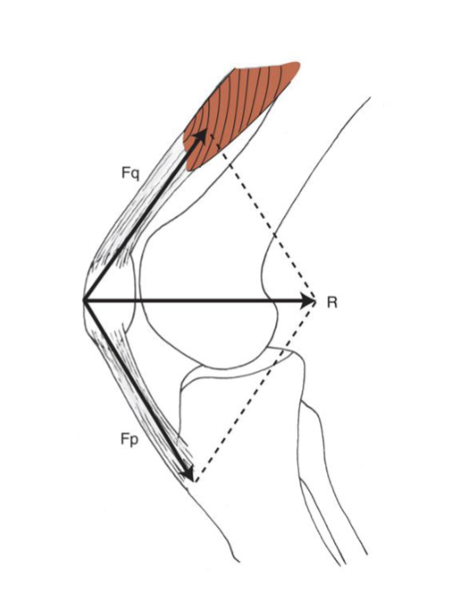 <p><span>Stress= increased Force/unit area</span></p><ul><li><p><span>influenced by quadriceps activity (force) primarily!!! </span></p><ul><li><p>to find joint rxn force of patella</p></li></ul></li></ul><p></p>