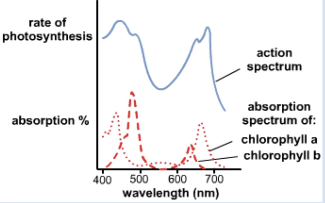 <p>Chlorophyll a - peaks at 400 and 700</p><p>Chlorophyll b - peaks at 500 and 650</p><p>The first peak in a and b should be higher than the second</p><p> </p>