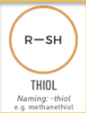 <p>-thiol (ex. methanethiol)</p>