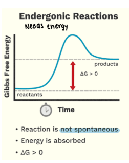 <p><strong>_______ Reactions </strong></p><ul><li><p>Reaction is <span style="color: red;"><strong>NOT spontaneous</strong></span> </p></li><li><p>Energy is <strong>absorbed </strong></p></li><li><p><strong>Delta G > 0 </strong></p></li></ul><p></p>