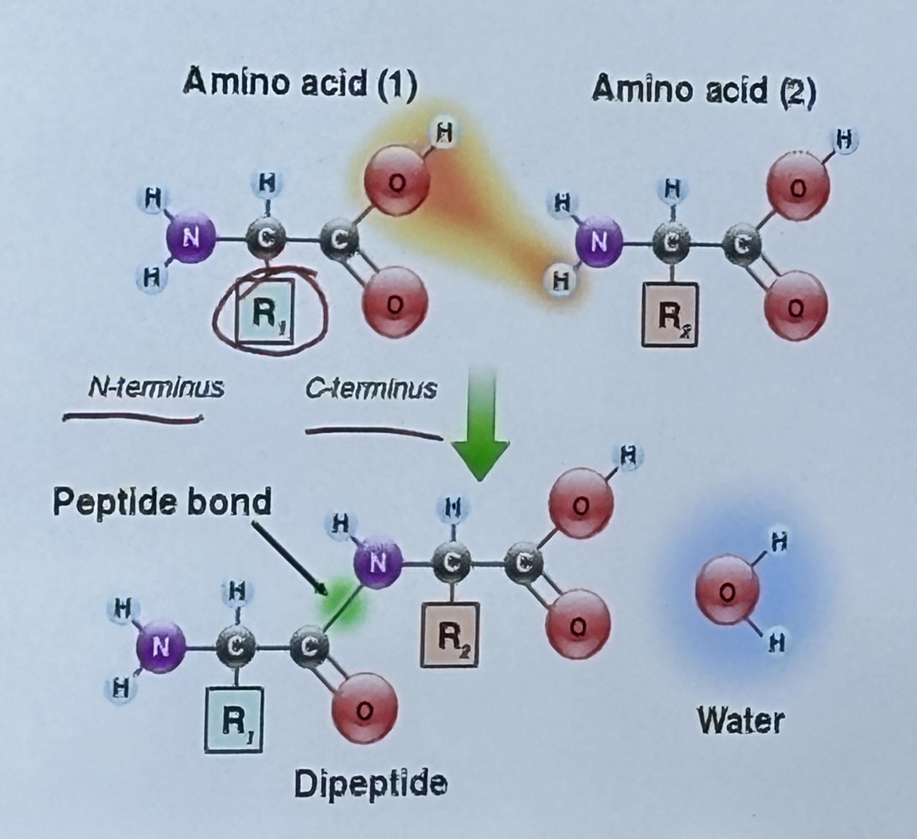 <ul><li><p>Composed of amino acids linked together in a chain</p></li><li><p>Each of the 20 amino acids have a unique R-group</p></li><li><p>Have N-terminus and C-terminus</p></li></ul><p></p>