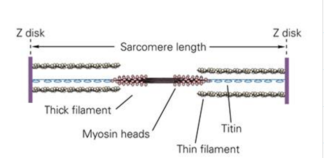 <p>“Spring” on the end of myosin filaments (connects the end of the thick filaments)</p><ul><li><p>Provides elastic component in muscle fibers </p><ul><li><p>Main source of passive force in a single fiber</p></li><li><p>Minimal source of passive force in complete muscle </p></li></ul></li></ul><p></p>