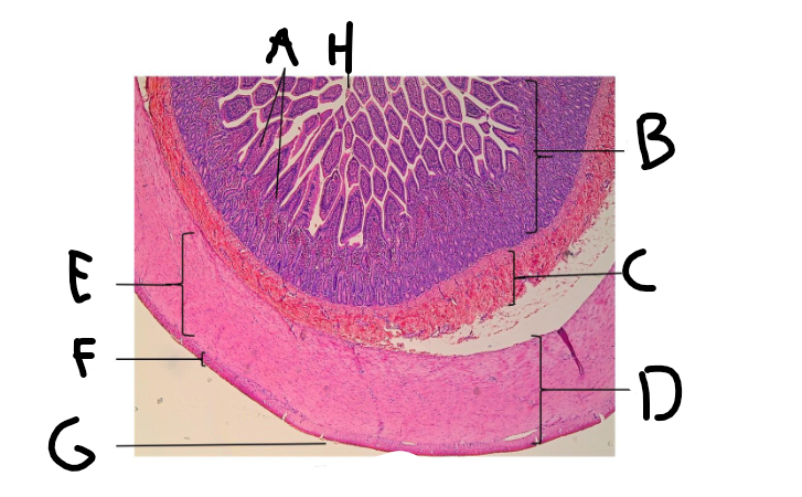 <p>D?</p>