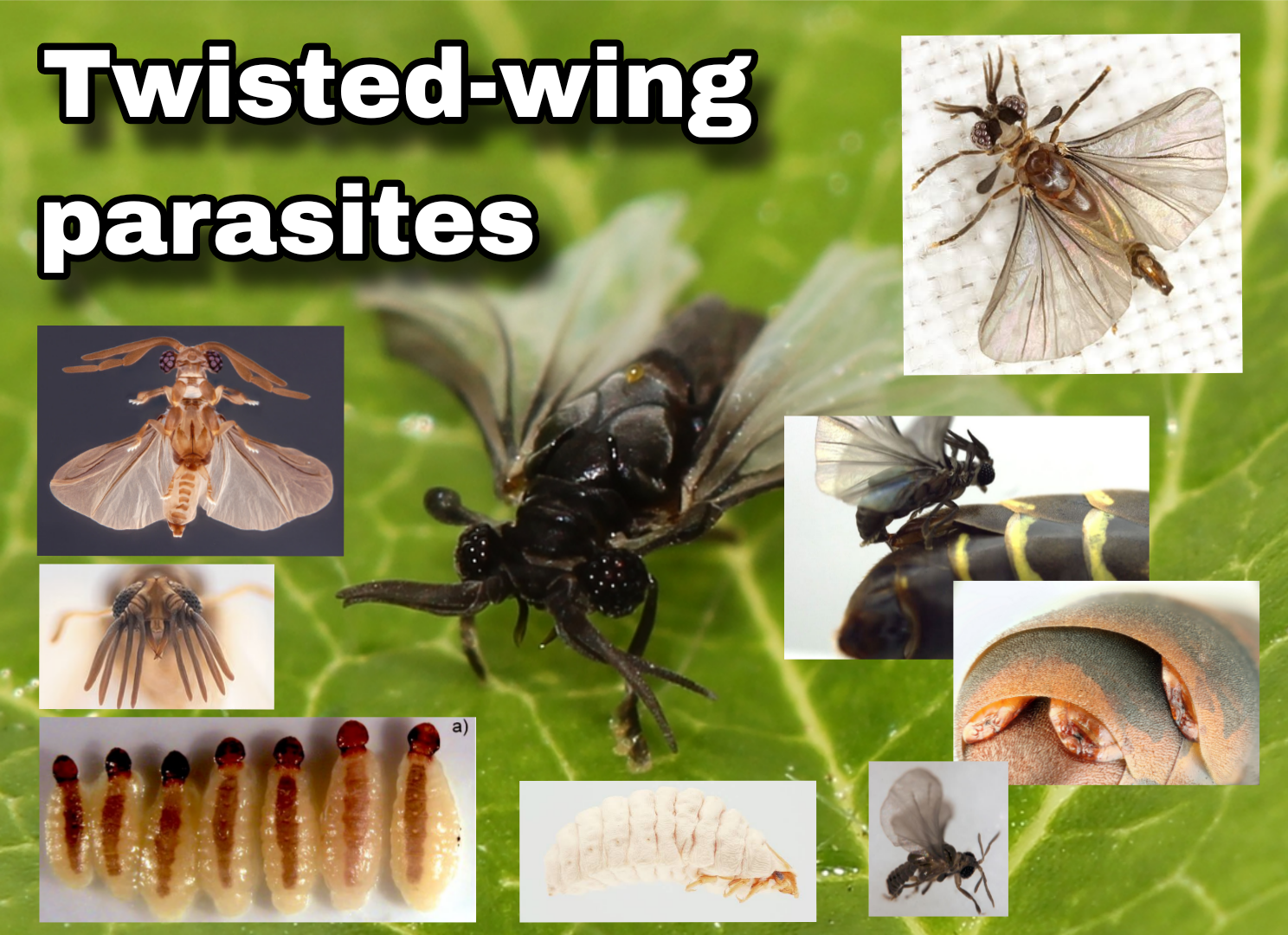 <p>Twisted-wing parasite</p>