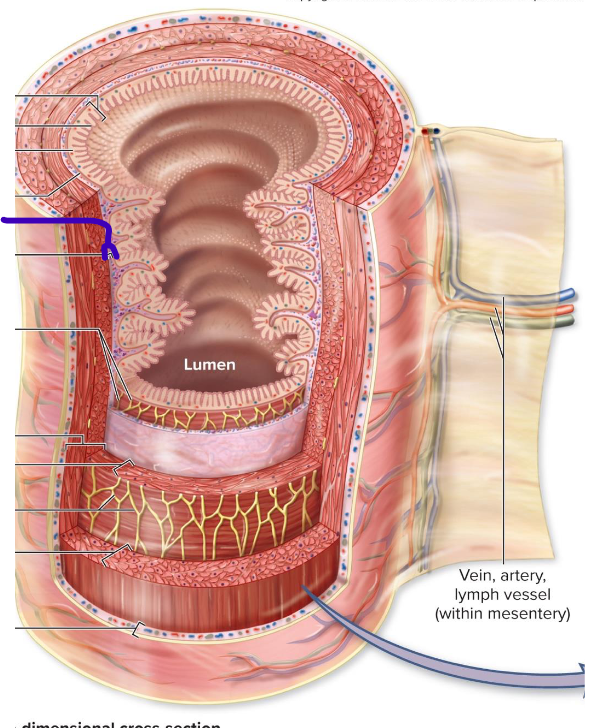 <p>connective tissue, major blood vessels, mucosa associated lymphoid tissue</p>