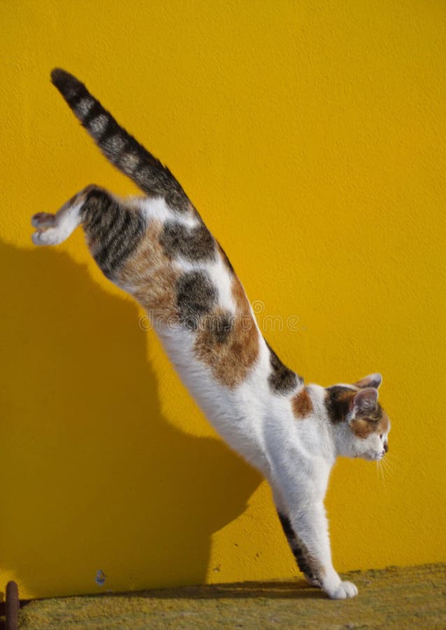<p>jumps down</p>