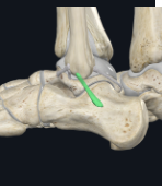 <p>What is the insertion of the calcaneofibular ligament?</p>