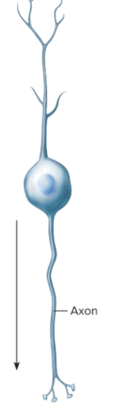 <p>Where is the axon? </p>