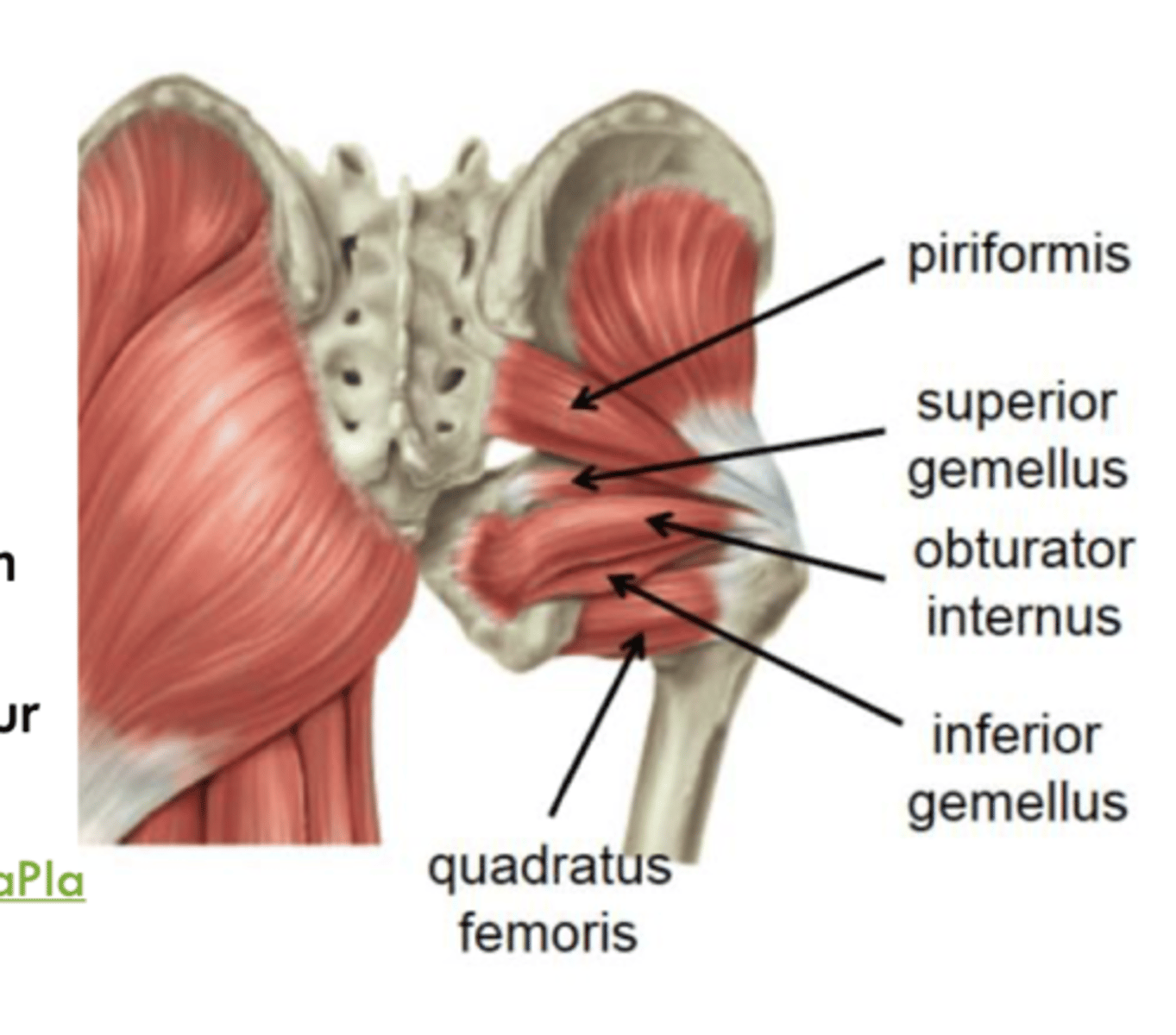 <p>Quadratus femoris, piriformis, obturator internus/externus, and gemellus superior/inferior</p>