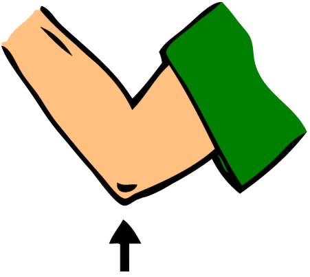 <p>The elbow </p>