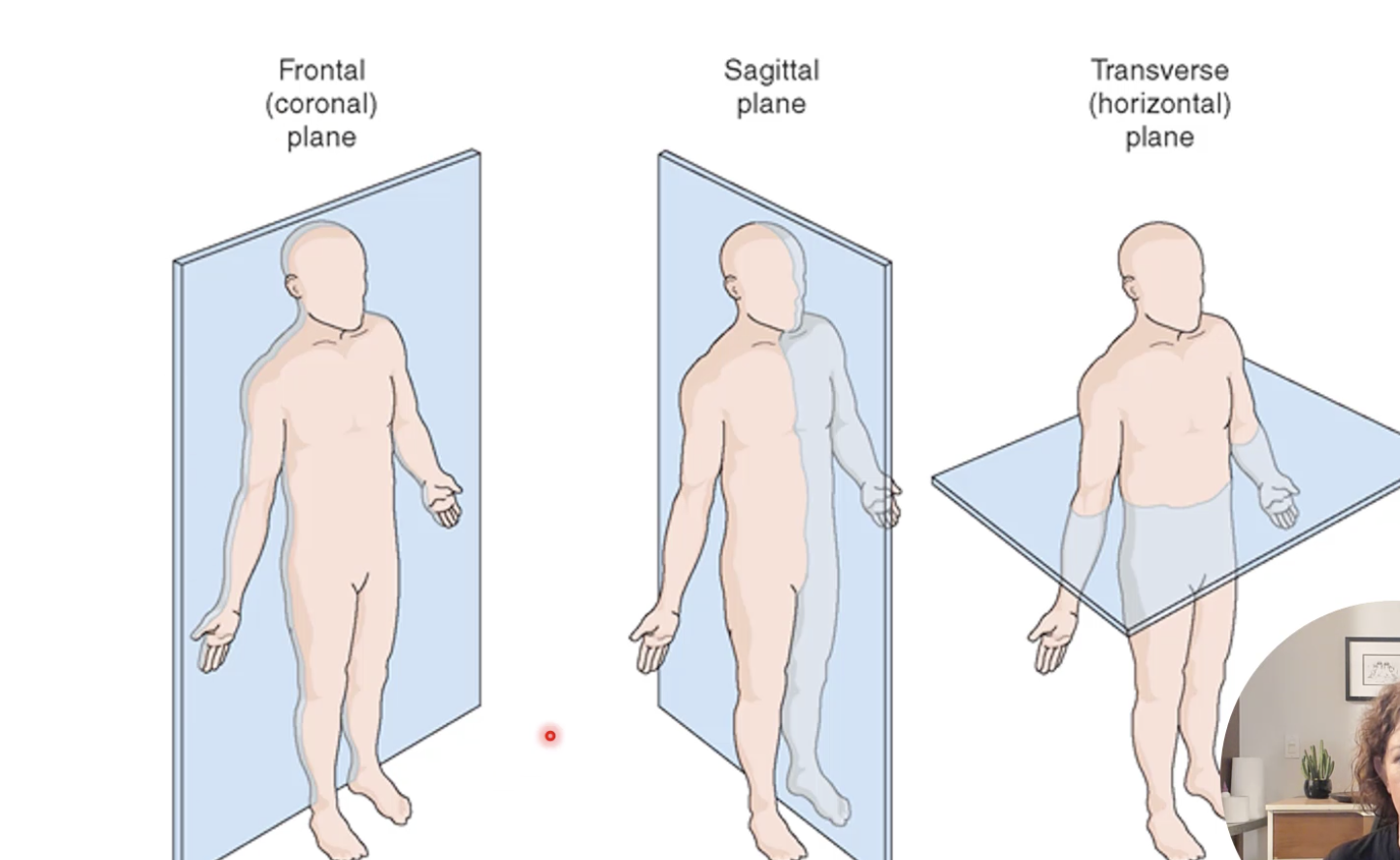 <p>Frontal (coronal), sagittal, transverse (axial)</p>