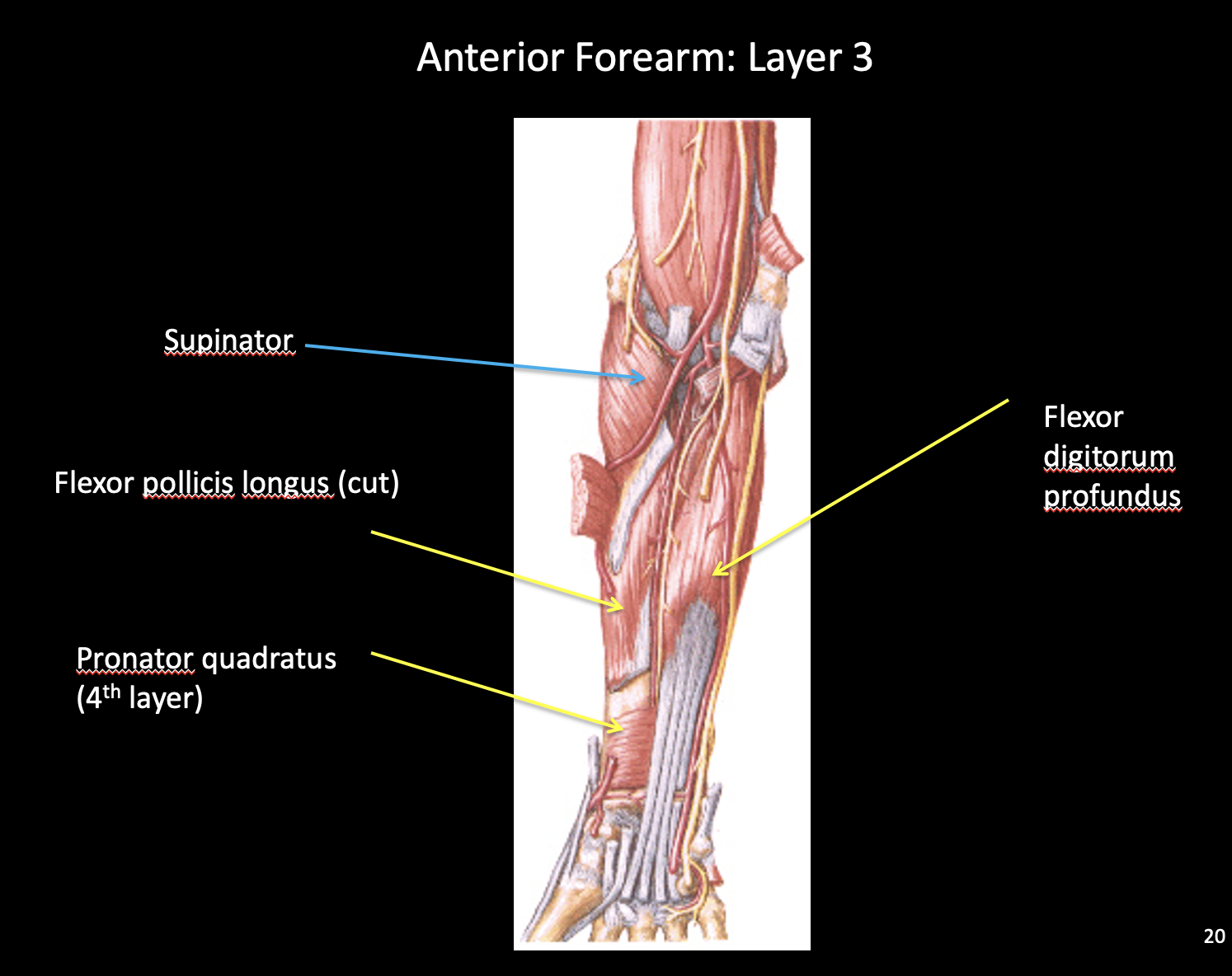 knowt flashcard image