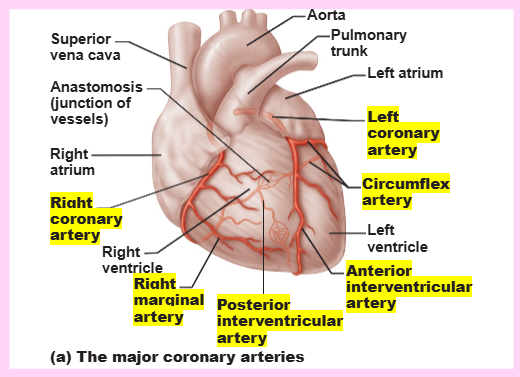 <ul><li><p>coronary circulation</p><ul><li><p>the functional blood supply to the [HEART/LUNGS/BODY TISSUES]</p></li><li><p>arterial supply contains many [NAME] (junctions) among branches</p></li><li><p>[NAME] routes provide additional pathways for blood delivery</p></li></ul></li></ul><p></p>