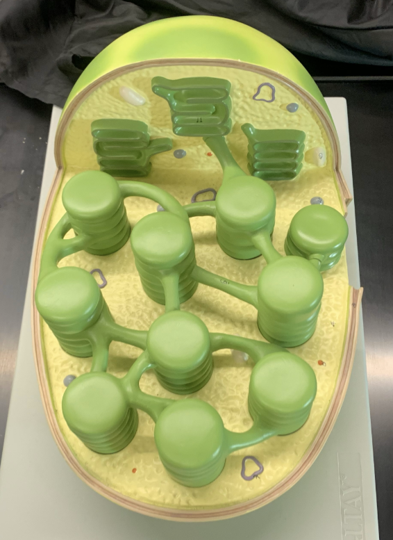 <p>Yellow-green fluid</p>